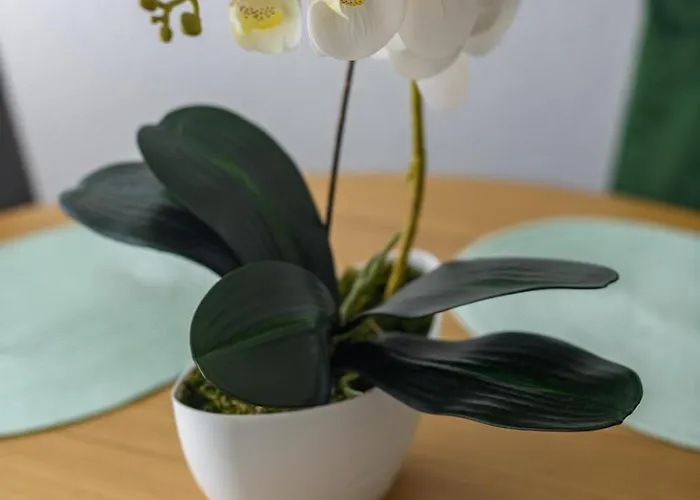 Cesarica Apartment Trogir